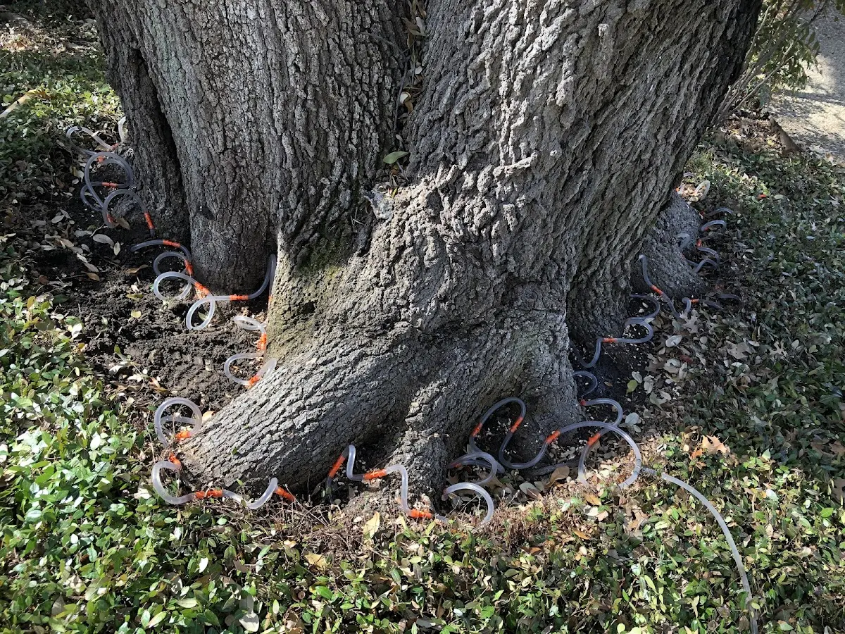 Detailed Tree Cabling and Bracing job site in Zenda