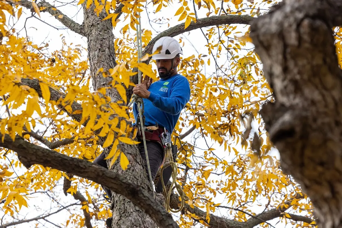 Skilled Tree Pruning crew working in Zenda