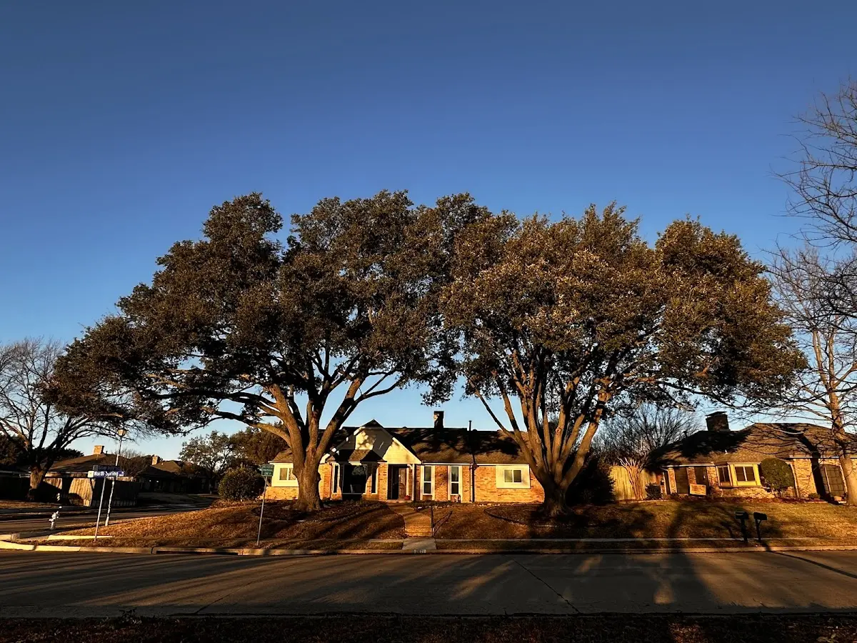 Established residential canopy tree shading a home in Zenda